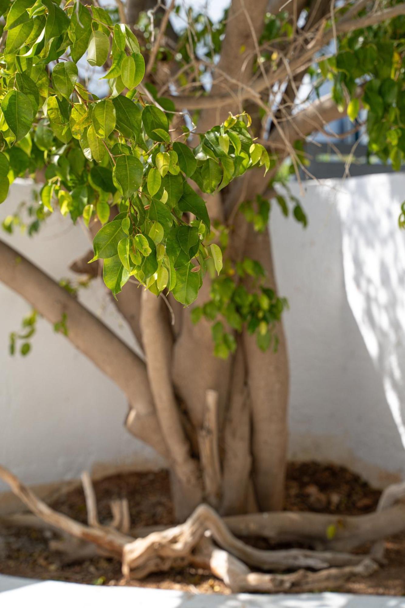 Apollonas & Sibylla Villa Chorio  Εξωτερικό φωτογραφία